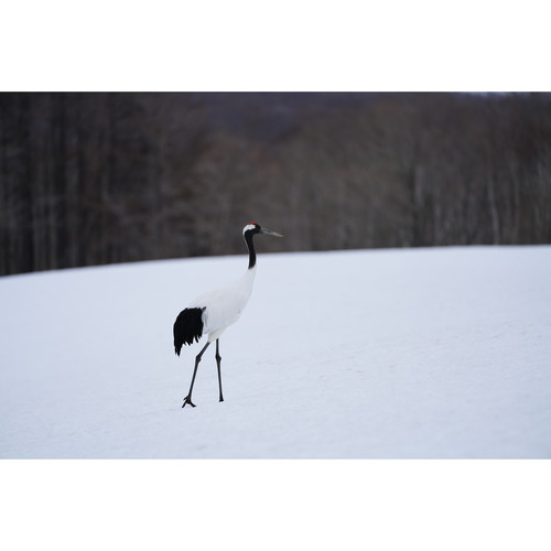 Sony FE 100-400mm f/4.5-5.6 GM OSS Lens | AsiaCameras.com Sony FE 100-400mm f/4.5-5.6 GM OSS Lens - Image 28
