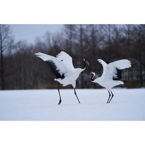 Sony FE 100-400mm f/4.5-5.6 GM OSS Lens | AsiaCameras.com Sony FE 100-400mm f/4.5-5.6 GM OSS Lens - Image 29